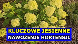 Kluczowe Jesienne Nawożenie Hortensji Bukietowej Ogrodowej  Jak nawozić Hortensje Uprawa Hortensji [upl. by Kim615]