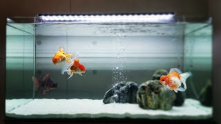 Top 10 Amazing Goldfish Tank  Beautiful Goldfish Aquariums 2021 [upl. by Saidee84]