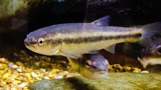 Native Fish Care Creek Chub [upl. by Franklin583]