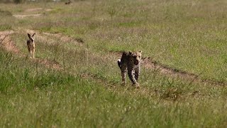 Leopard chases after jackal and then runs away from it [upl. by Amzaj356]