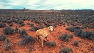 Heading Out Bush To Muster Sheep  Mustering Sheep Via Motorbike amp Drone In South Australia [upl. by Lleuqram44]