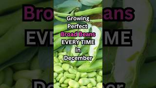 Polytunnel Grow Broad beans in December [upl. by Ontine]