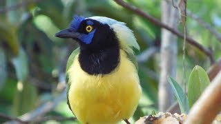 CANTO DE LA QUINQUINA  GREEN JAY [upl. by Whitby]