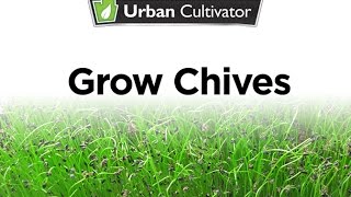 How to Grow Chives Indoors  Urban Cultivator [upl. by Nida]