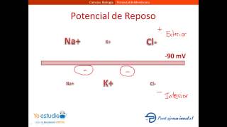 Potencial de Membrana [upl. by Glaab486]