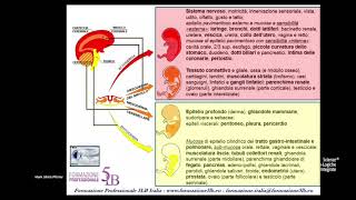 Differenziazione Embrionale [upl. by Asihtal971]