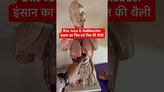 Bile Juice amp Gallbladder  इंसान का पित्त एवं पित्त की थैली कैसा और कहाँ होता है viral shorts [upl. by Chaim]