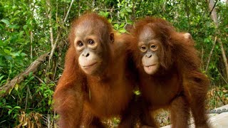 Three’s a Crowd in this Orangutan Relationship [upl. by Borrell]