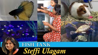 Fish Tank setup in Tamil  Aquarium Setup in Tamil  Pet store tour in Tamil [upl. by Edla]