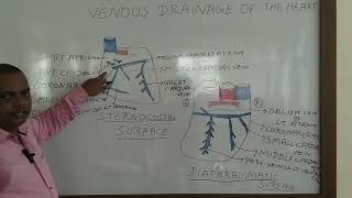 CORONARY SINUS ANATOMY VENOUS DRAINAGE OF HEART [upl. by Thurnau]