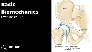 Biomechanics Lecture 8 Hip [upl. by Onateyac555]