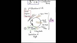 3rd Cranial Nerve  3 Actions and 3 Signs of Nerve Palsy Mustknow Shorts [upl. by Ahseyi718]