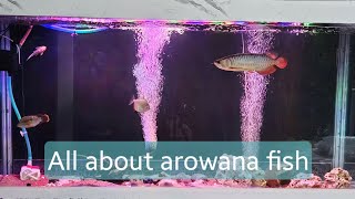 Arowana fish care in hindi arowana fish tank setuparowana fish tank mates arowana fish care guide [upl. by Myriam359]