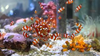 Our Tank Bred Clownfish Feeding [upl. by Kedezihclem]