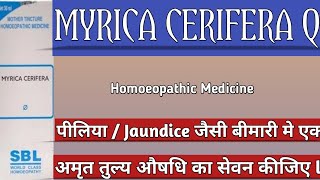 MYRICA CERIFERA Q ll Useful in Jaundice पीलिया llHomoeopathicvines [upl. by Islehc287]