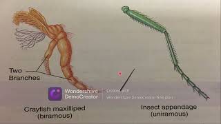 Subphylum TrilobitomorphaPhylum Arthropoda Subphylum trilobitomorpha trilobita [upl. by Ma719]