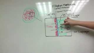 Glomerulonephritis Pathophysiology NURS 274 [upl. by Dunstan]