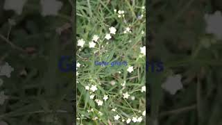 Parthenium hysterophorus plantCommonly growing grass of IndiaCarrot grass is invasive species [upl. by Lot]