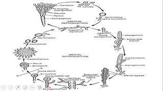 PENICILLIUM Short Description [upl. by Nivan599]