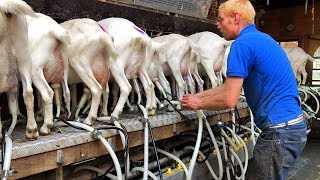 Milking Goats  Goat Farm in Holland [upl. by Aiciled328]