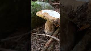 Boletus edulis in abetaia alpinafunghi porcini 2024 [upl. by Elok]