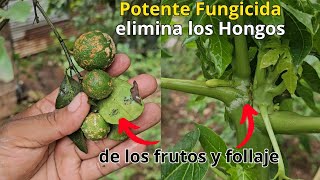 Potente FUNGICIDA para ACABAR con los HONGOS de las Plantas y Frutos [upl. by Orest]