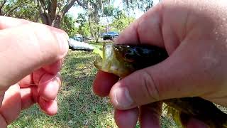 Fishing a pond full of Warmouths Florida [upl. by Enaj]