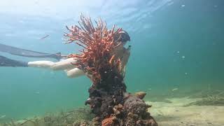 Busselton Jetty Dive [upl. by Yelnek10]