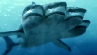 5Headed Shark Attack 2017  4 Headed Shark Screen Time [upl. by Martella]