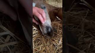 That smile at the end 😂 foal equestrian babyhorse horsey horse horsebaby babyanimals teeth [upl. by Victor292]