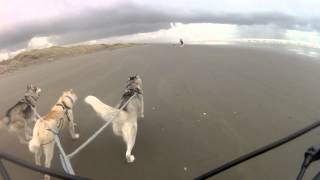 Bikejoring on Foxton Beach [upl. by Dylane]