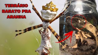 Como fazer um terrario pra aranha de prata [upl. by Yrmac]