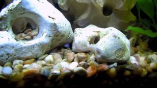 Kenyi Fry  cichlid babies [upl. by Ateuqal]