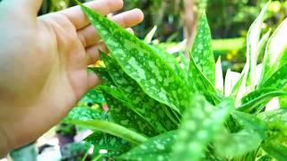 Lungwort Pulmonaria Growing and Heat Tips [upl. by Lamphere47]