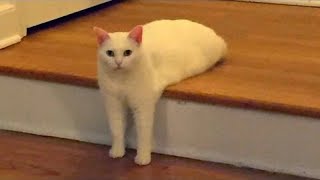 Super Weird Cats Compilation [upl. by Emile]