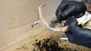 How To Restore Old Deer Antlers [upl. by Zorine]