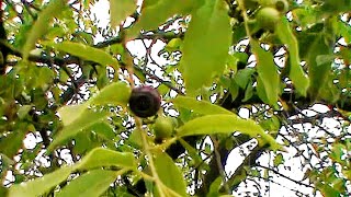 Fruit of Indian sandalwood or Chandan tree Santalum albumHoly Tree of India [upl. by Anivla103]