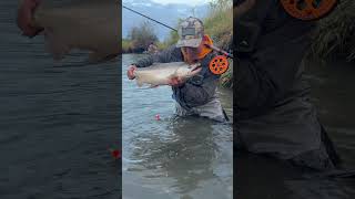 Release King At Samish River washington pnw salmon river [upl. by Eiralam]