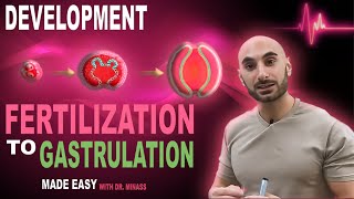 Introduction to Embryology  Fertilisation to Gastrulation Easy to Understand [upl. by Atoel]