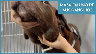 Masa en uno de sus ganglios 🐕 [upl. by Llirrehs]