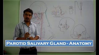 Parotid Salivary Gland  Anatomy  Simplified [upl. by Nelyt]