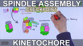 Spindle Assembly Checkpoint  Mitotic Checkpoint [upl. by Worl714]