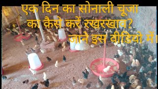 DESI SONALIAK DIN Ka SONALI 🐤🐤 CHUJE KO KAISE KARE DEKH BHALPOOJAHOUSEPOLTRYFARMVAIRALVIDEO👍👍👍 [upl. by Burnsed736]