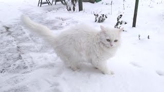 Funny cats  Turkish angora cat demanding ATTENTION 🐯 🐯 [upl. by Rasure859]