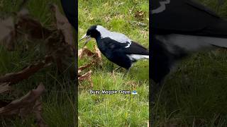 Magpie Nesting Finding Mrs Henry Magpies Home busy magpie mum spring life [upl. by Aivataj]