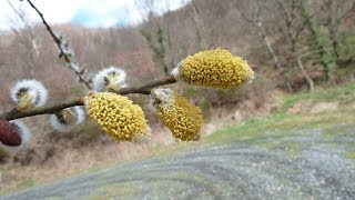 le saule Marsault un arbuste dioïque [upl. by Oalsecnew]