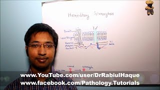 Hereditary Spherocytosis  Part 1 HD [upl. by Pride]