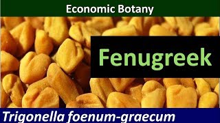 Economic Botany of Fenugreek Trigonella foenum graecum [upl. by Arihaz]