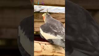 how to properly take care of a cockatiel cockatiel parrot birds pets cute [upl. by Assirialc]