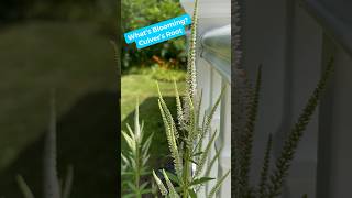 What’s Blooming It’s Culver’s Root Veronicastrum virginicum nativeplants nature pollinators [upl. by Tiffanle]